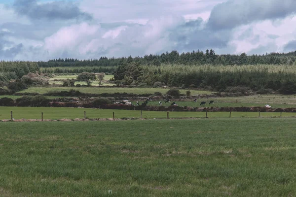 Panoraamanäkymät Irlannin Maaseudulle Lehmien Ollessa Laitumella — kuvapankkivalokuva