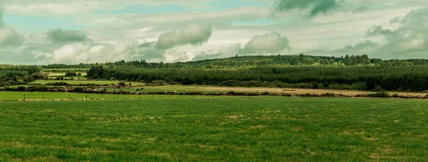 Panoramatický Výhled Irském Venkově Krávy Pasoucí Louce — Stock fotografie