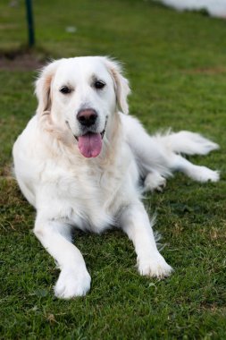 Çim üzerinde yalan beyaz altın geri almak