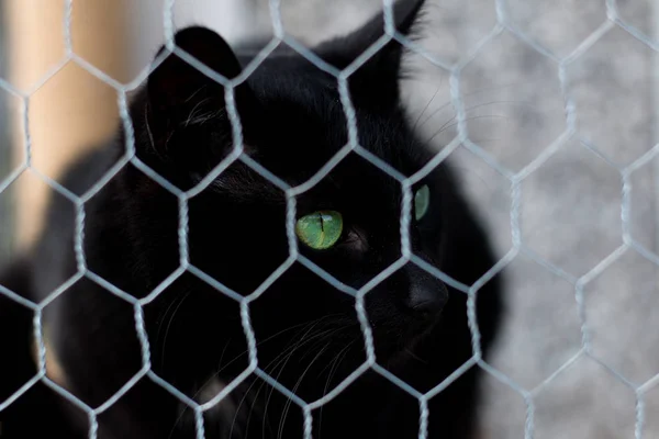 Close up of black cat looking into the distance behind a fence