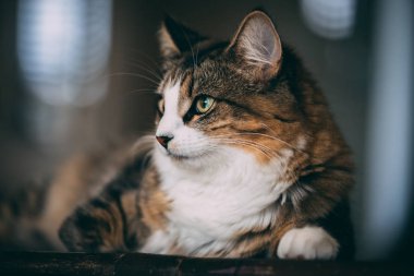 Ahşap bir masa üstüne bir tekir ve beyaz kedi bırakır