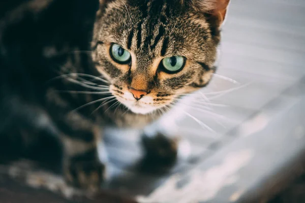 Tabby Och Vit Katt Lägger Ovanpå Ett Träbord — Stockfoto