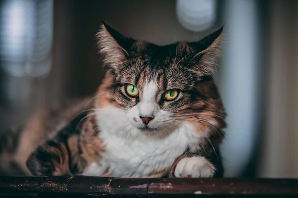 Tabby White Cat Lays Top Wooden Table — Stock Photo, Image