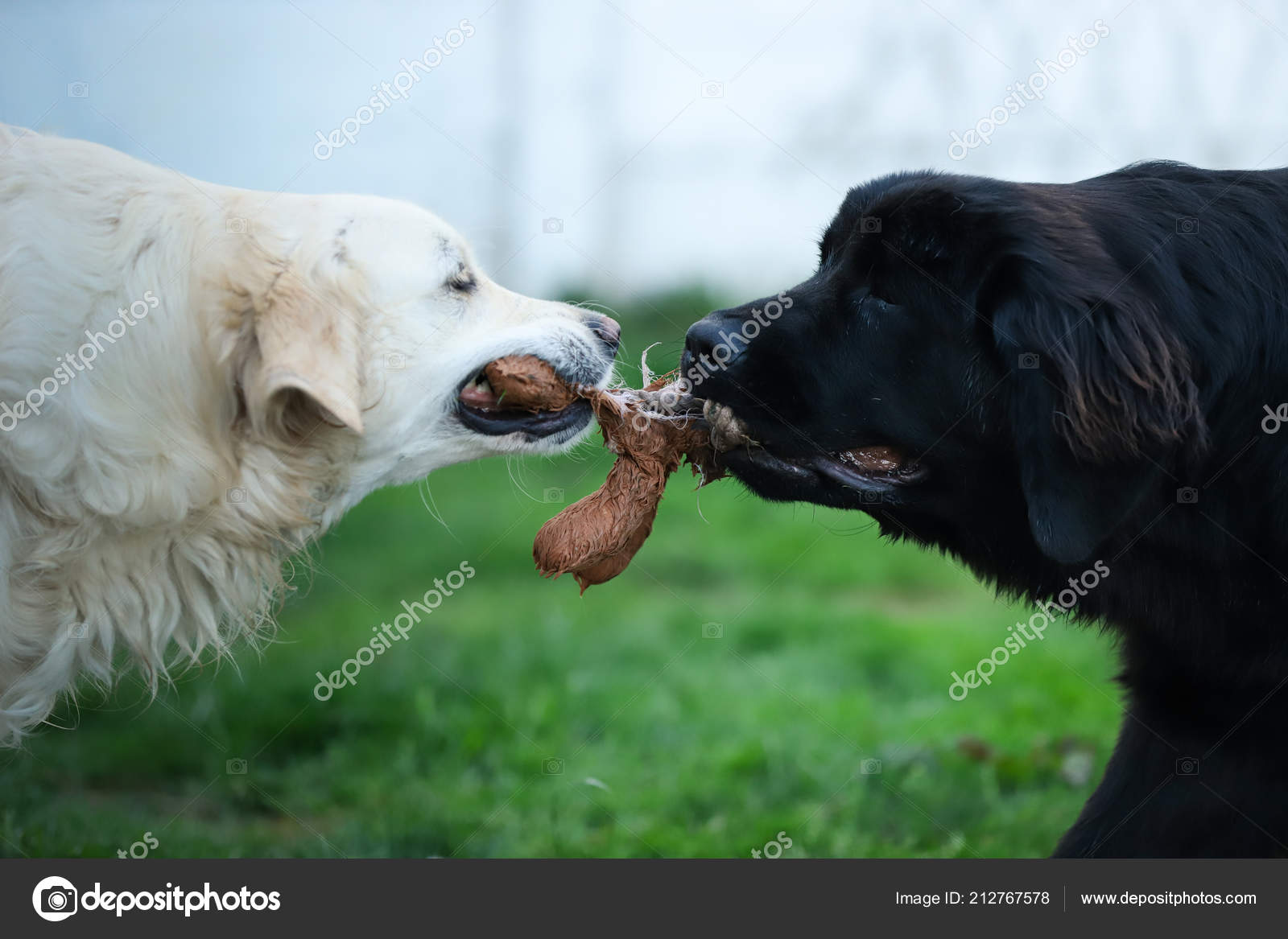 newfoundland and golden retriever