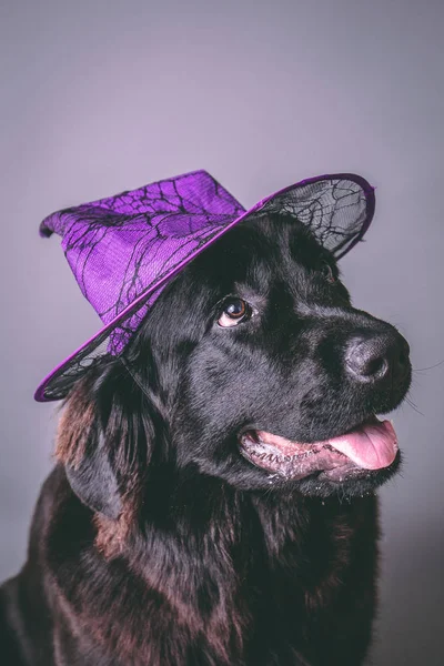 Cachorro Negro Raza Pura Terranova Con Sombrero Púrpura Bruja Sobre — Foto de Stock