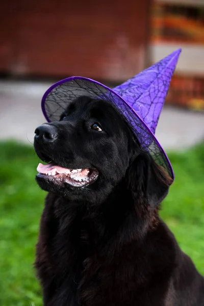Cachorro Negro Raza Pura Terranova Con Sombrero Púrpura Bruja Sentado — Foto de Stock