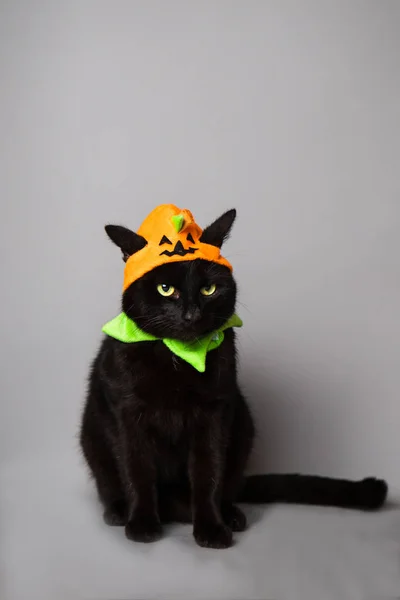 Black Cat Green Eyes Dressed Jack Lantern Head Piece Seemless — Stock Photo, Image