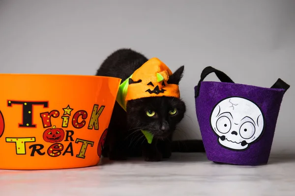 Black cat with green eyes dressed with a jack o lantern head piece against a seemless background between a bag and trick or treat container