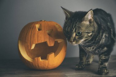 Bir tekir kedi ve kesintisiz gri arka plan karşı ahşap bir masa üstüne bir oyulmuş kabak