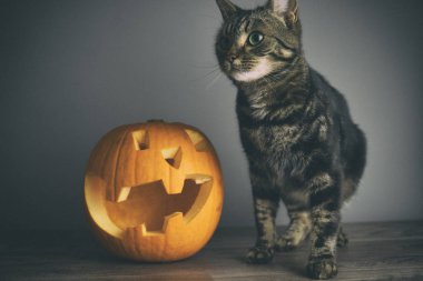 Bir tekir kedi ve kesintisiz gri arka plan karşı ahşap bir masa üstüne bir oyulmuş kabak