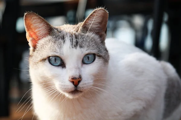 Stray White Gray Cat Blue Eyes Sits Restaurant — Stock Photo, Image