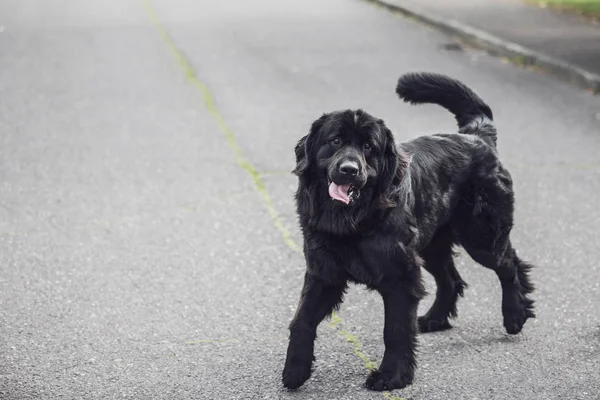 Purebred Newfoundland Black Dog Standing Middle Road Tongue Out — Stock Photo, Image