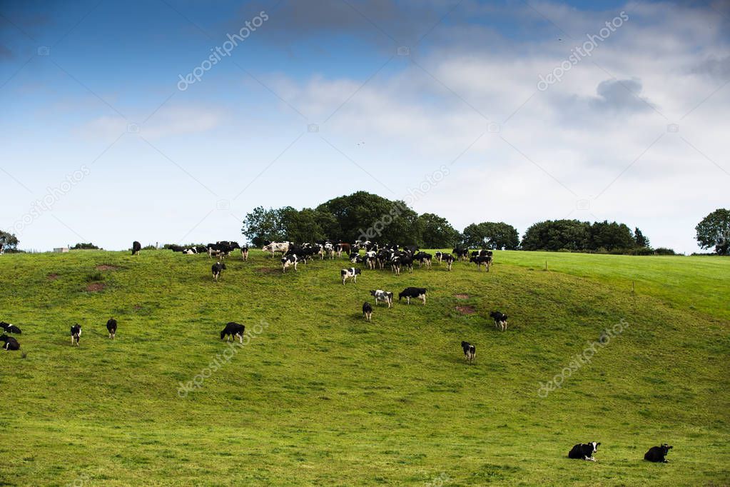 Cows in a green Irish field field pasture with a bright blue sky on a summer day