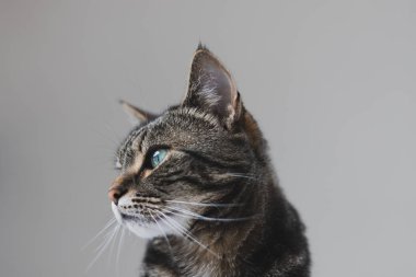 Sorunsuz bir arka plan karşı yeşil gözlü bir sekme ve beyaz kedi portresi kadar yakın