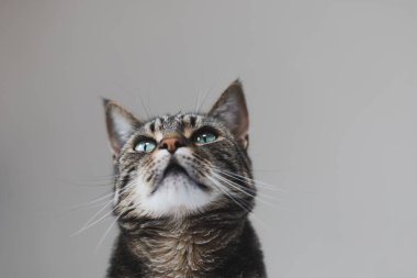 Sorunsuz bir arka plan karşı yeşil gözlü bir sekme ve beyaz kedi portresi kadar yakın