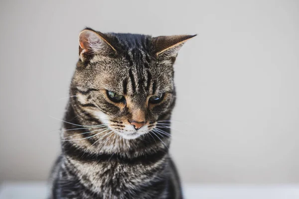 Portrait Rapproché Chat Tabby Blanc Aux Yeux Verts Sur Fond — Photo