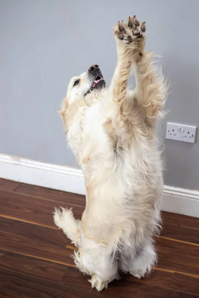 Purebred White Golden Retriever Standing Two Legs Lifting Other Two — Stock Photo, Image