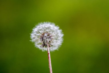 Odak dışı yeşil arka plan ile bir züpedm Makro çekim