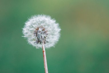 Odak dışı yeşil arka plan ile bir züpedm Makro çekim
