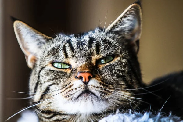 Portrait Rapproché Une Tête Chat Tabby Blanche Avec Des Yeux — Photo