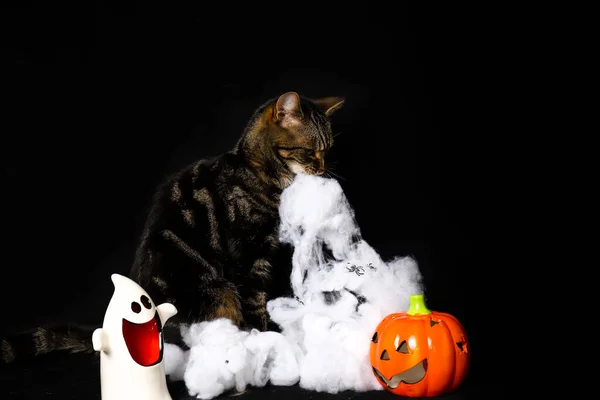 Tabby Fehér Macska Zöld Szemű Játszik Hamis Pókháló Halloween Dekorációk — Stock Fotó