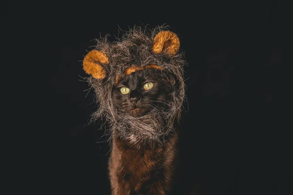 Черная Кошка Носит Пушистую Голову Медведя Тёмном Фоне — стоковое фото