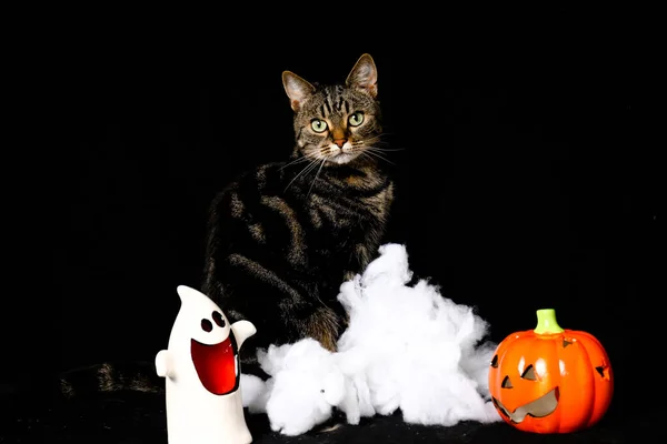 Tabby Fehér Macska Zöld Szemű Játszik Hamis Pókháló Halloween Dekorációk — Stock Fotó