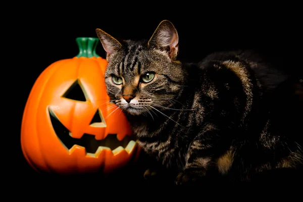 Gato Tabby Blanco Con Ojos Verdes Pie Junto Una Linterna —  Fotos de Stock