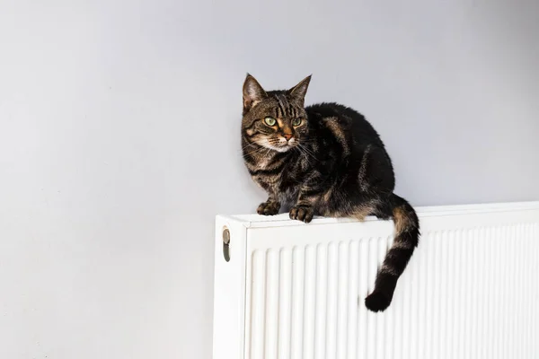 Eine Gestromte Und Weiße Katze Steht Auf Einem Alten Ölheizkörper — Stockfoto