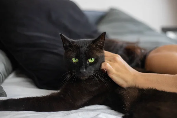 Eine Nicht Identifizierbare Frau Im Seidenen Nachthemd Liegt Im Bett Und Streichelt Eine Schwarze Katze Mit Leuchtend Grunen Augen Madchen Entspannung Stock Photo 292057762