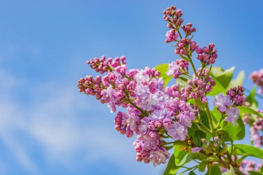 Bahar doğa büyüklüğü. Botanik bahçesinde leylak ağacının dalını harika eflatun çiçekler vardır. Lila renkler mavi bahar gökyüzü karşı tadını çıkarın! Antik botanik bahçesi içinde fotoğraflandı.