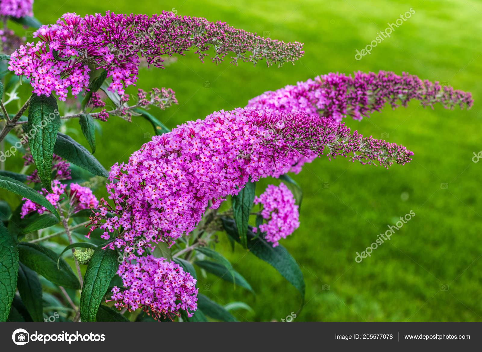 Summer Lilac Butterfly Bush Orange Eye Widely Used Ornamental Plant Stock Photo By C Inoplanium 205577078