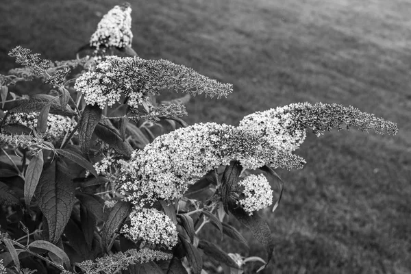 Summer Lilac Butterfly Bush Orange Eye Widely Used Ornamental Plant — Stockfoto