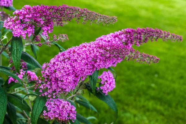 Summer Lilac Butterfly Bush Orange Eye Widely Used Ornamental Plant — Stock Photo, Image