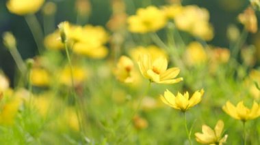 Parkta çiçek açan papatya çiçeği. Yaz mevsiminde sarı çiçek