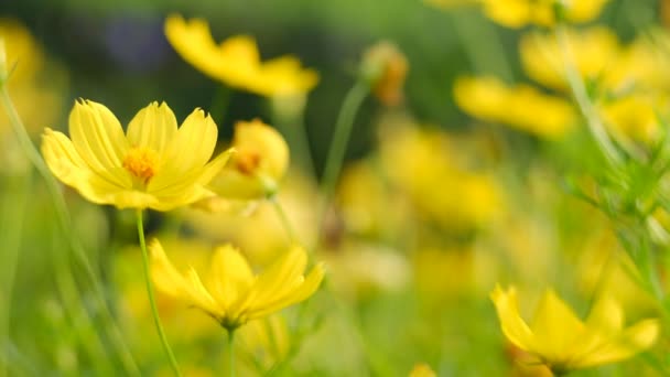 Blossom Daisy Flower Park Yellow Flower Summer Season — Stock Video