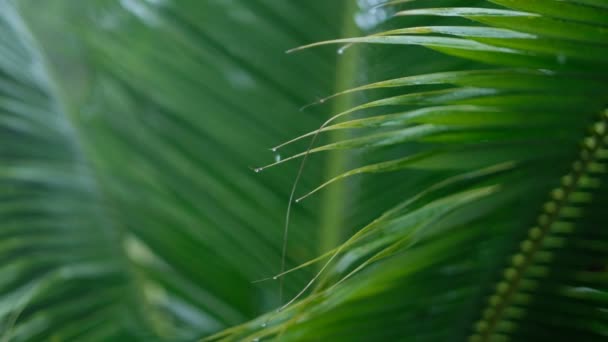 Día Lluvia Final Del Año País Tropical — Vídeo de stock