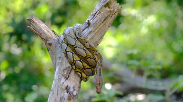 Serpente Lugar Hábito — Vídeo de Stock