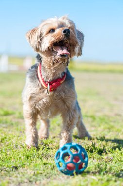 Alanında haşhaş ve foregroun içinde sarı kolza tohumu ile Yorkshire korkunç