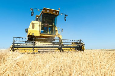 Hasat fiel içinde çalışma rustik arka plan üzerinde ön planda