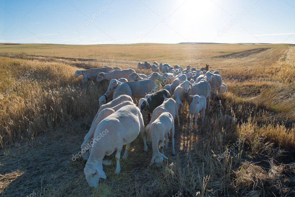 Set of sheep in the foreground with blue sky and on pasture of t