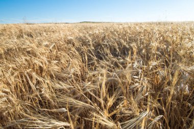Fiel'de biçme görevlerini yerine getirirken hasat makinesi