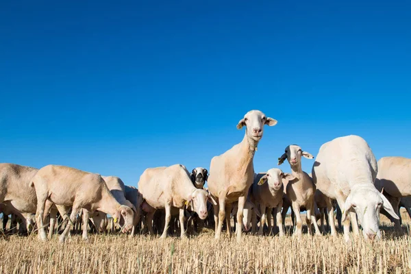 Herd of sheep in the foregroun — Stock Photo, Image