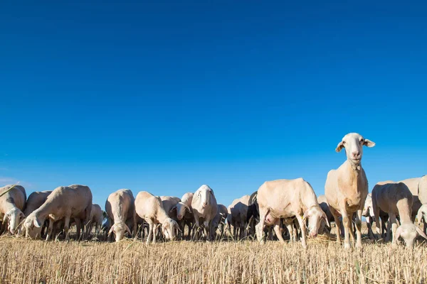 Herd of sheep in the foregroun — Stock Photo, Image
