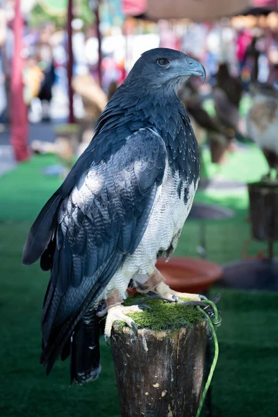 Pájaro Los Cascos Primer Plano Llamado Ferruginou —  Fotos de Stock