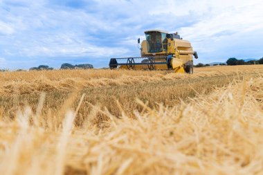 Malik süreçler boyunca tahıl toplama ve...