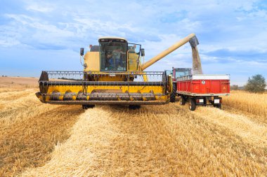 Malik süreçler boyunca tahıl toplama ve...