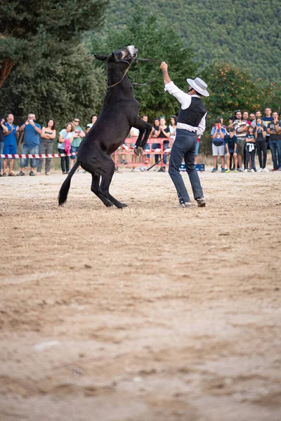 Rijder Zijn Paard Dansend Dressuurend Met Hem Tentoonstelling Gehouden Stad — Stockfoto