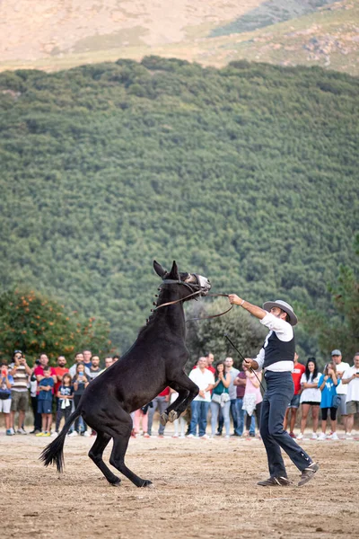 2011年8月31日 在西班牙阿维拉市Serranillos市举行的展览上 骑手骑着马 与他一起表演舞蹈和服装 — 图库照片