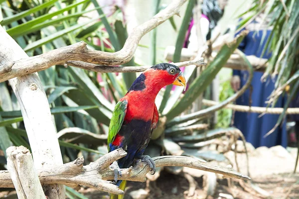 beautiful colored parrot sits on a branch ,bird,animal